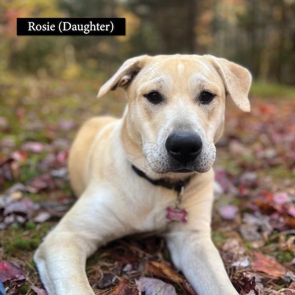 Enlarge Courtesy Posts - Rosie and Nova, a Adoptable Great Pyrenees in South River, ON image 4/6