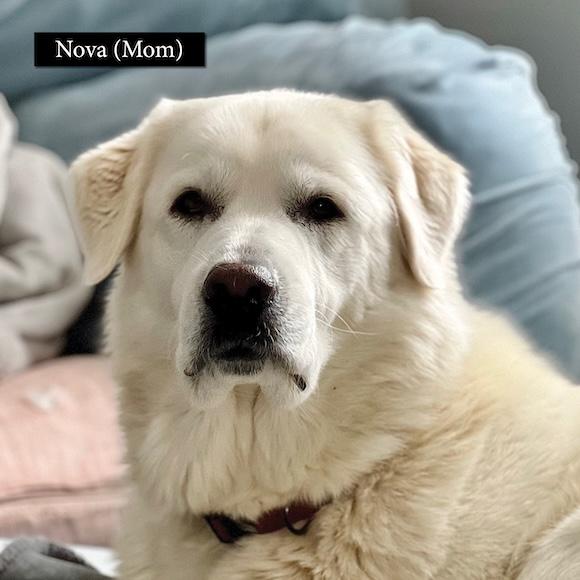 Enlarge Courtesy Posts - Rosie and Nova, a Adoptable Great Pyrenees in South River, ON image 2/6