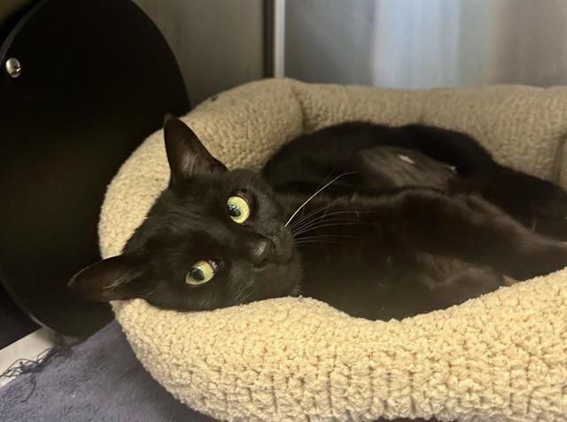 ROWEEN, Adoptable, Adult Female Domestic Short Hair.