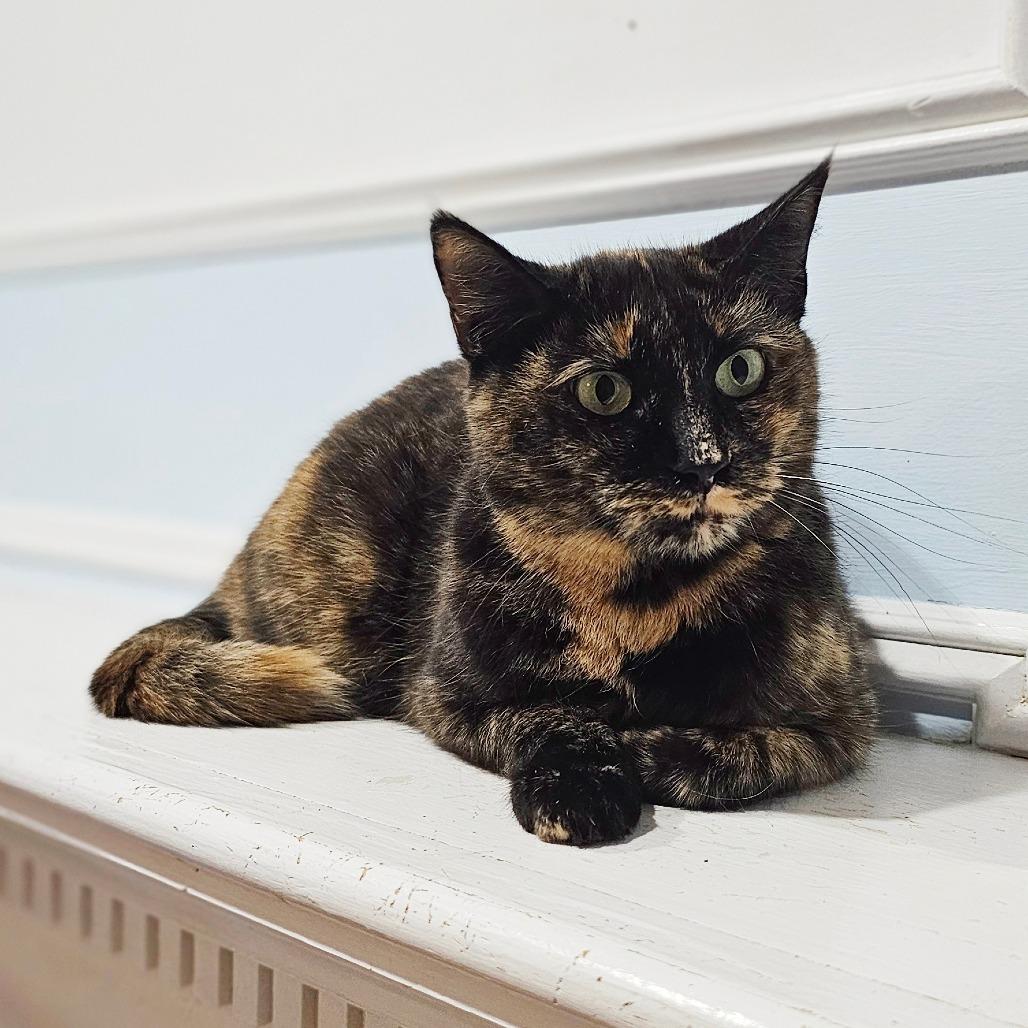 Enlarge Chocolate, a Adoptable Domestic Short Hair in Middletown, NY image 4/6