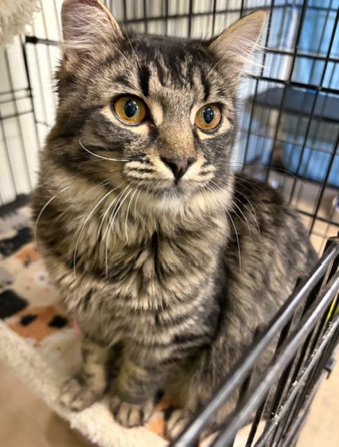 Sabrina, ADOPTABLE, Young Female Tabby.