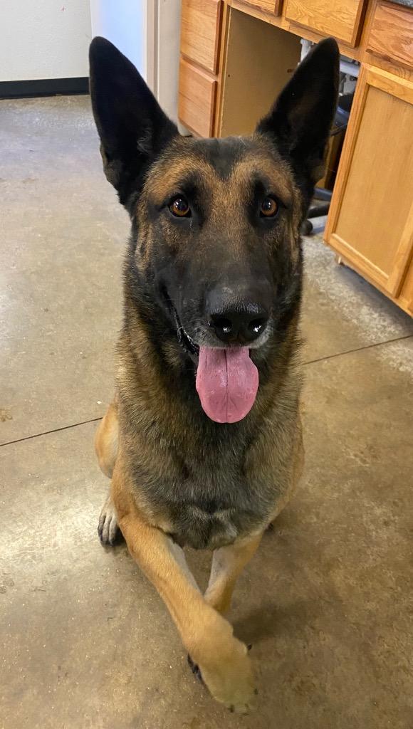 Enlarge Scott, a Adoptable mixed breed in Lockhart, TX image 1/2