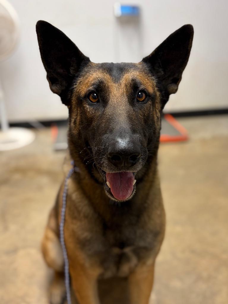 Enlarge Scott, a Adoptable mixed breed in Lockhart, TX image 2/2