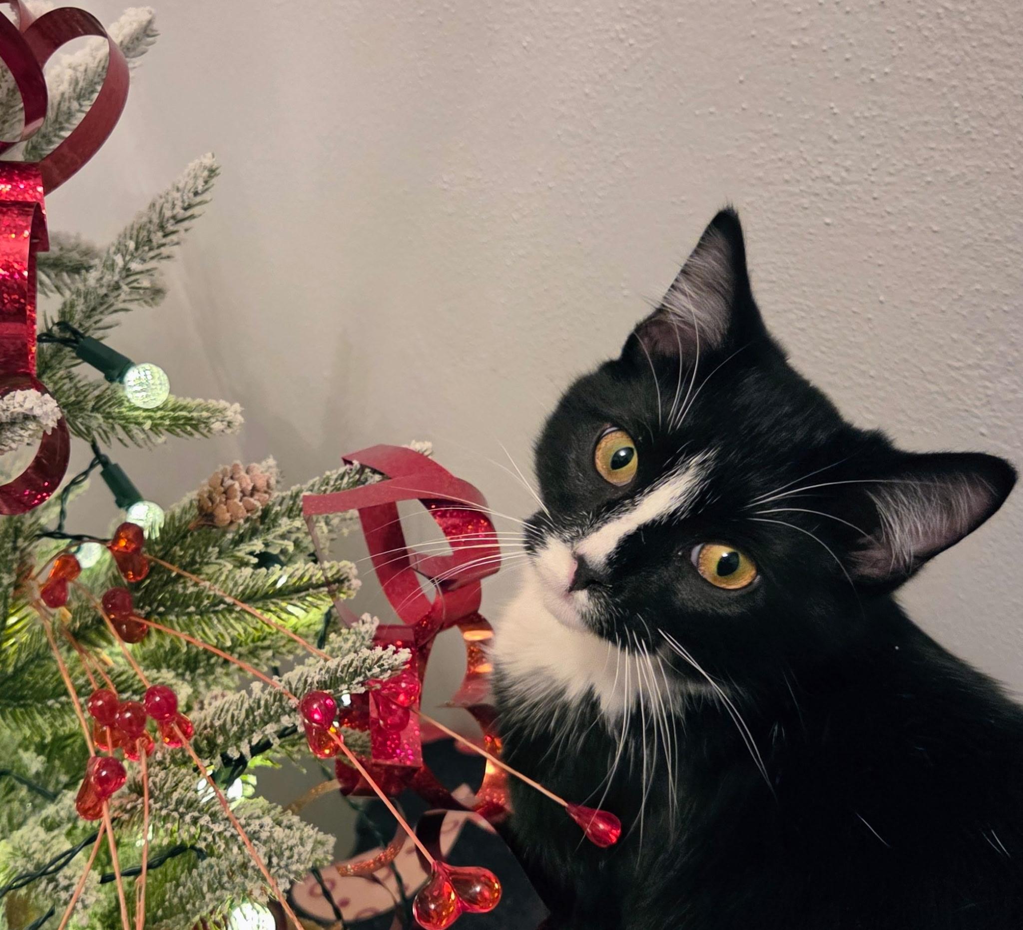 Whiskers, Adoptable, Kitten Male Domestic Medium Hair.