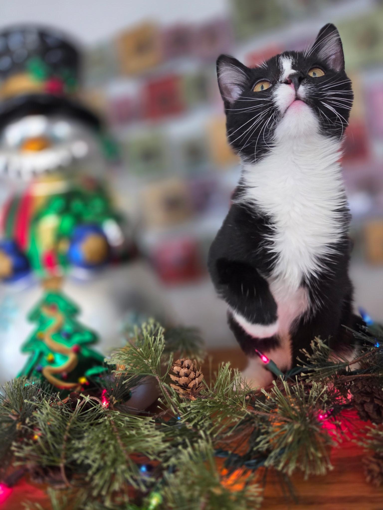 Whiskers, a Adoptable Domestic Medium Hair in Waterloo, IA image 1/2