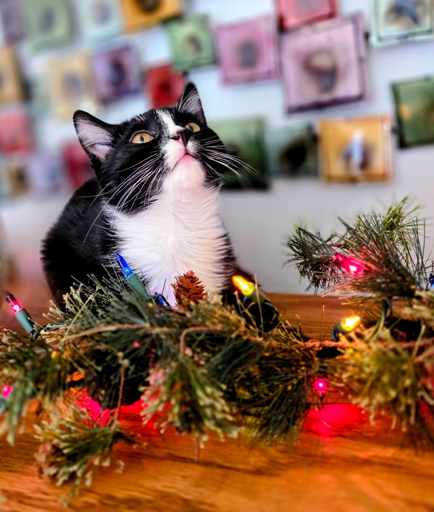 Whiskers, a Adoptable Domestic Medium Hair in Waterloo, IA image 2/2