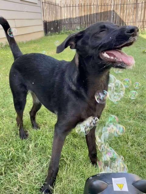 Andy, a Adoptable mixed breed in Austin , TX image 4/6