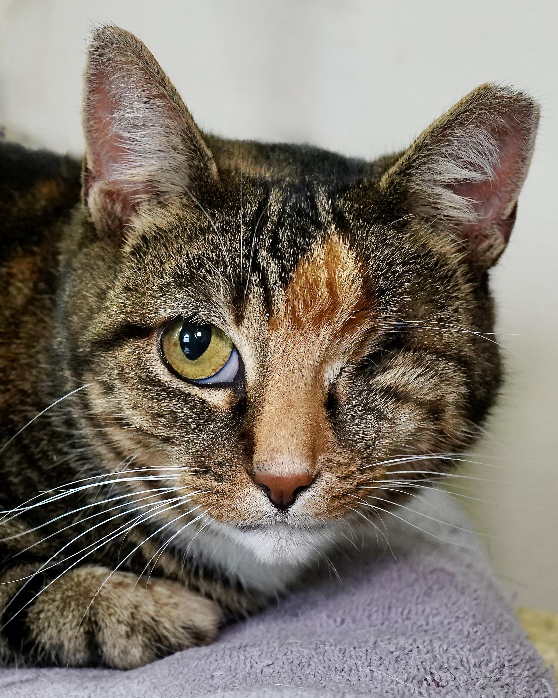 Dove, a Adoptable Domestic Short Hair in Milwaukee, WI image 3/6