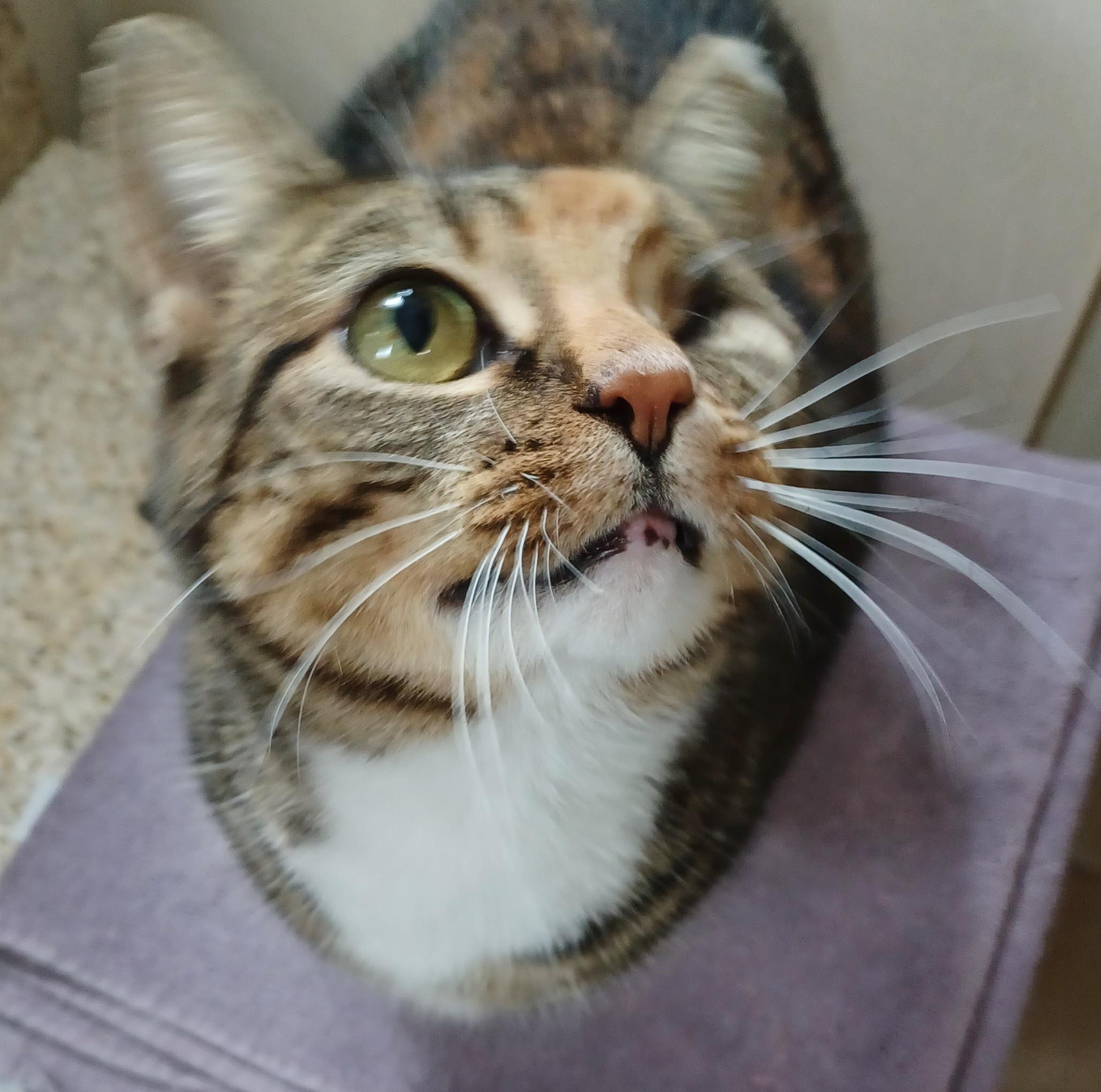 Dove, a Adoptable Domestic Short Hair in Milwaukee, WI image 5/6