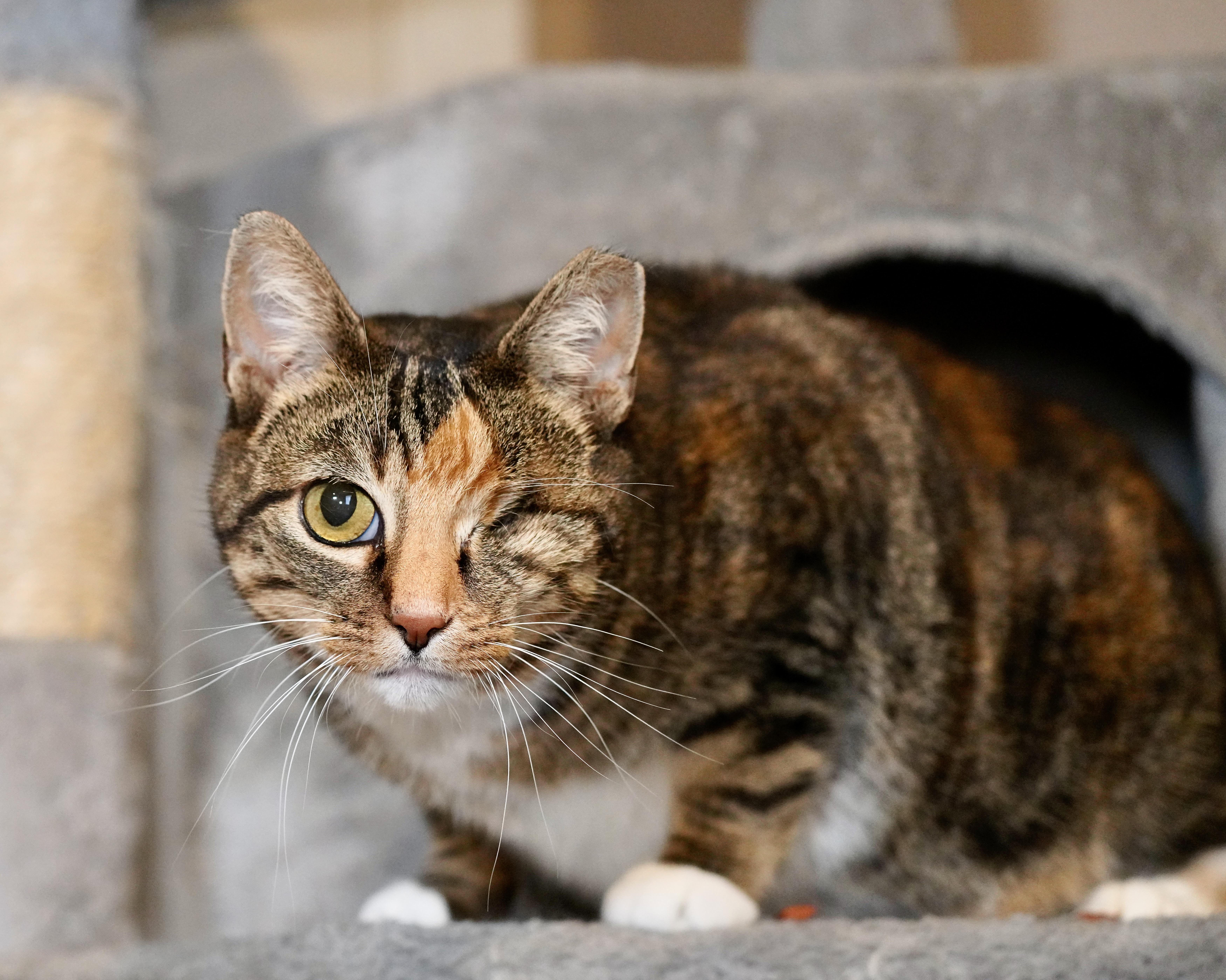 Dove, a Adoptable Domestic Short Hair in Milwaukee, WI image 2/6