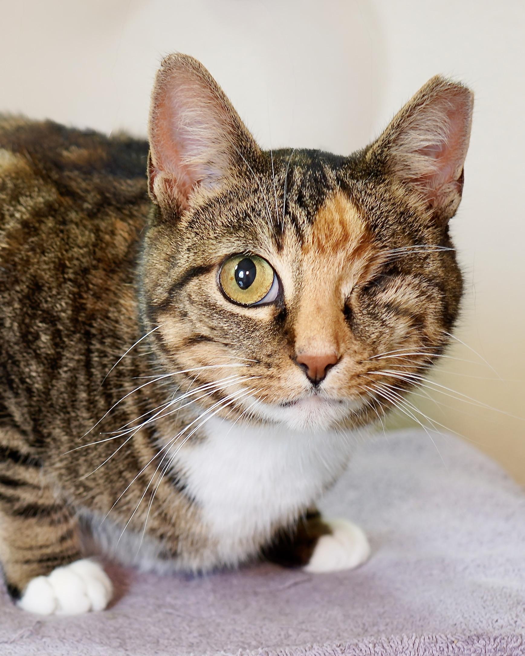 Dove, a Adoptable Domestic Short Hair in Milwaukee, WI image 1/6