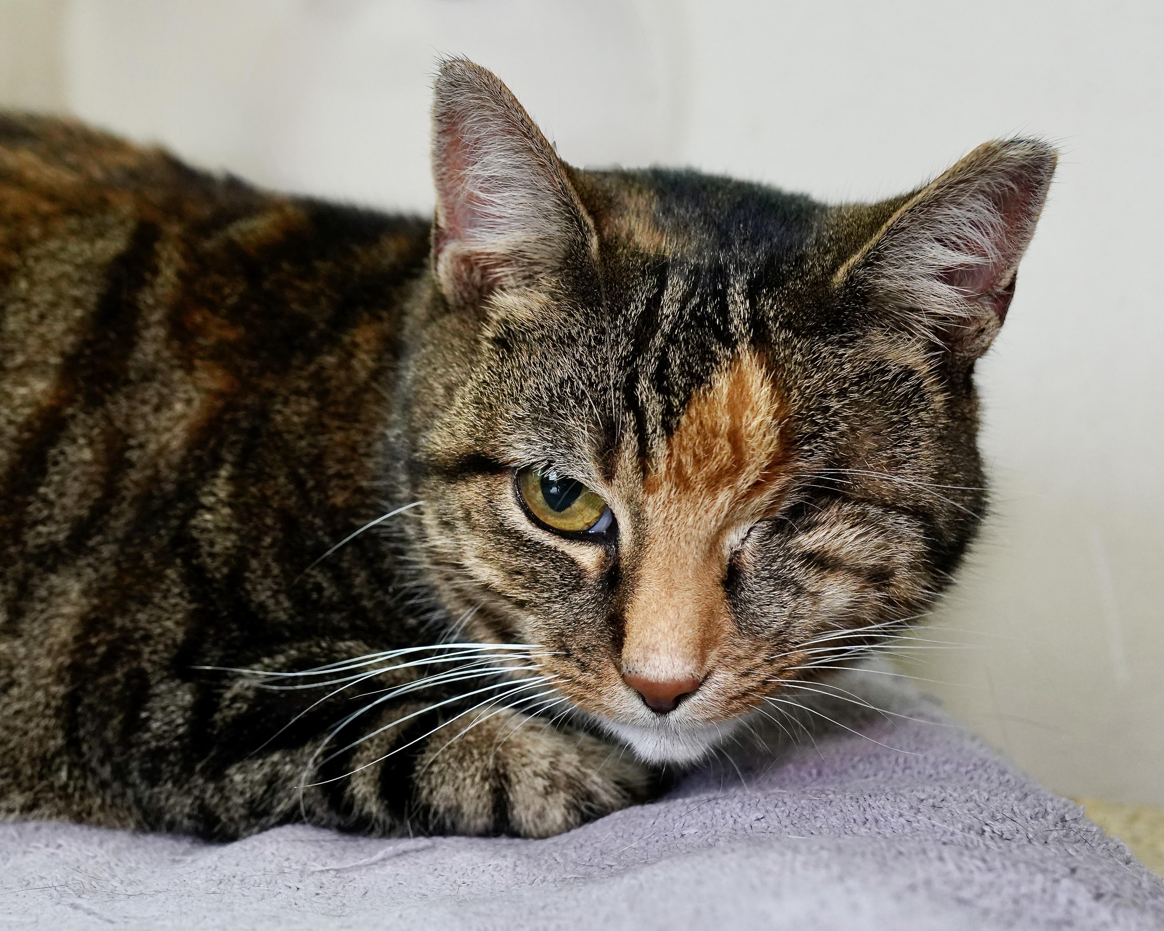 Dove, a Adoptable Domestic Short Hair in Milwaukee, WI image 6/6