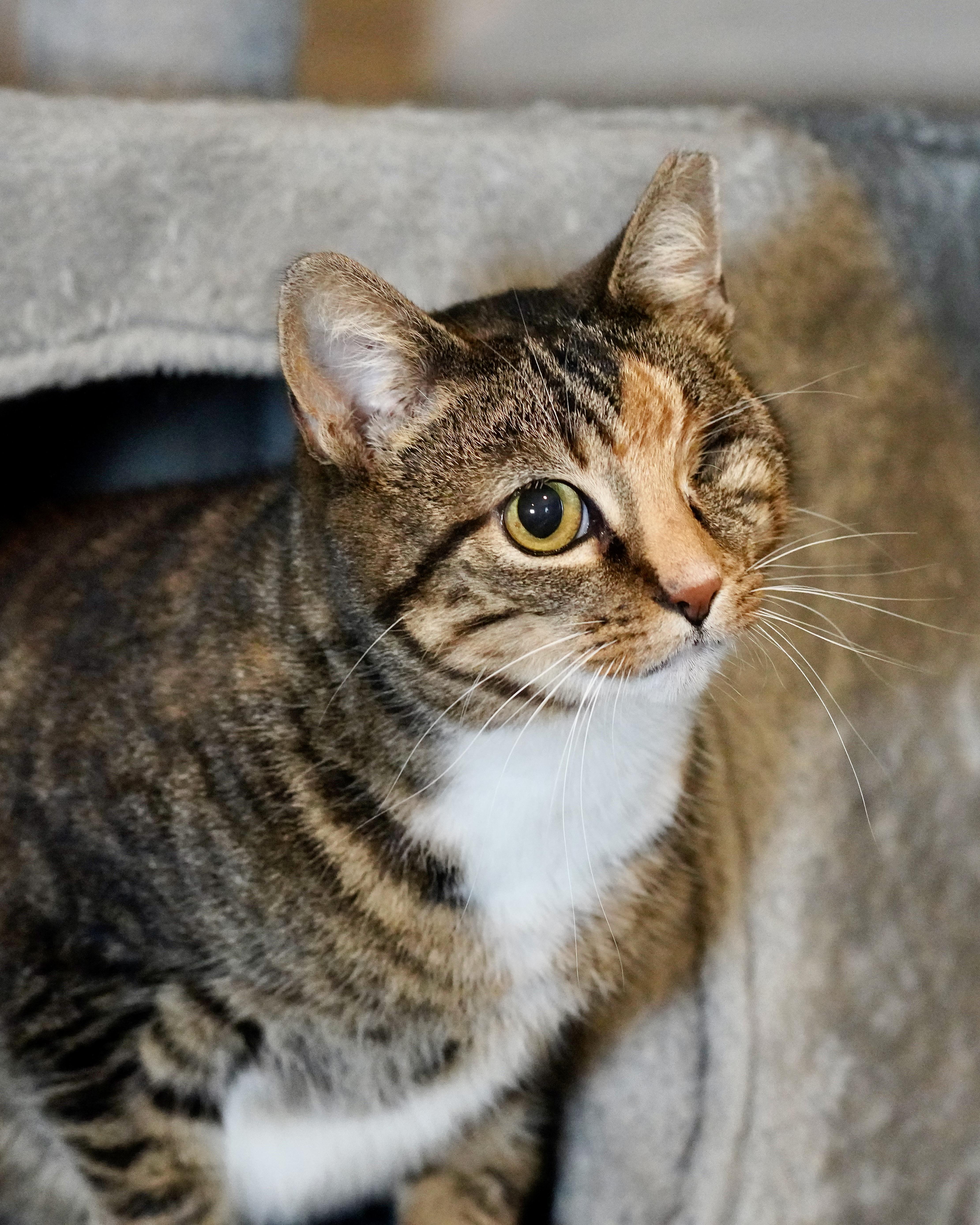 Dove, a Adoptable Domestic Short Hair in Milwaukee, WI image 4/6