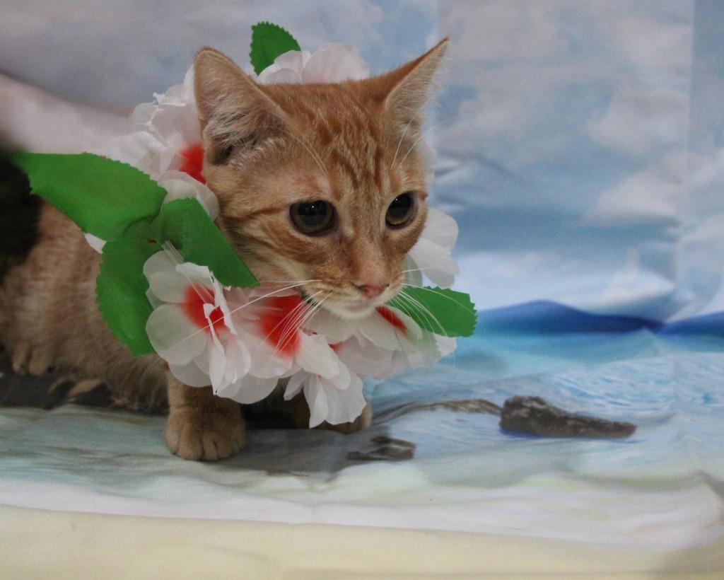 Enlarge Kilauea, a Adoptable mixed breed in Vacaville, CA image 1/1