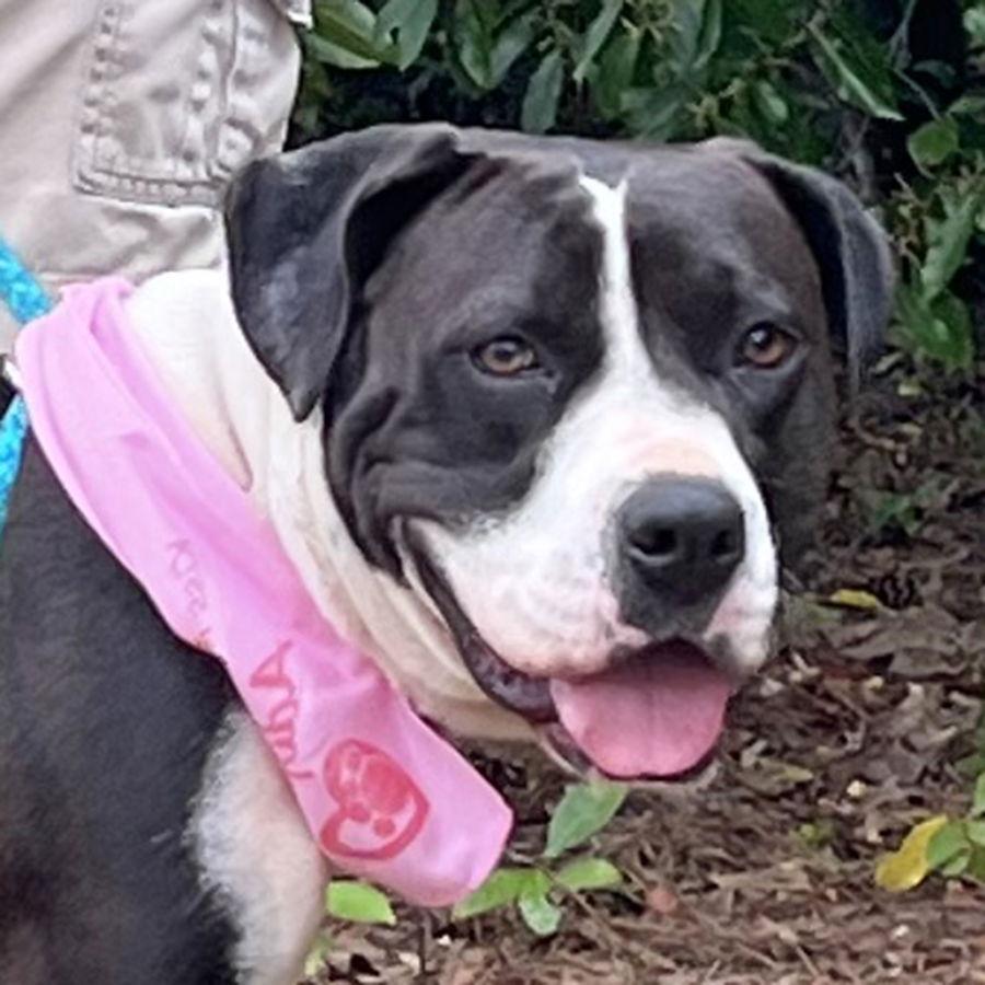 Bria, a Adoptable mixed breed in Mc Cormick, SC image 1/3