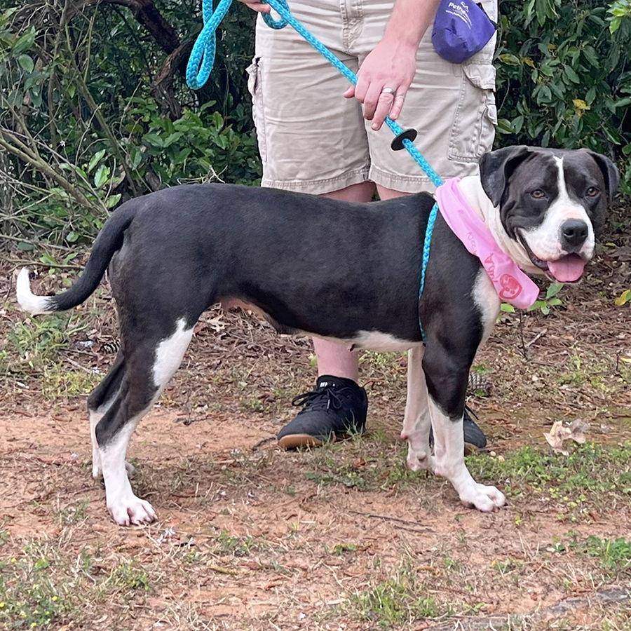 Bria, a Adoptable mixed breed in Mc Cormick, SC image 2/3