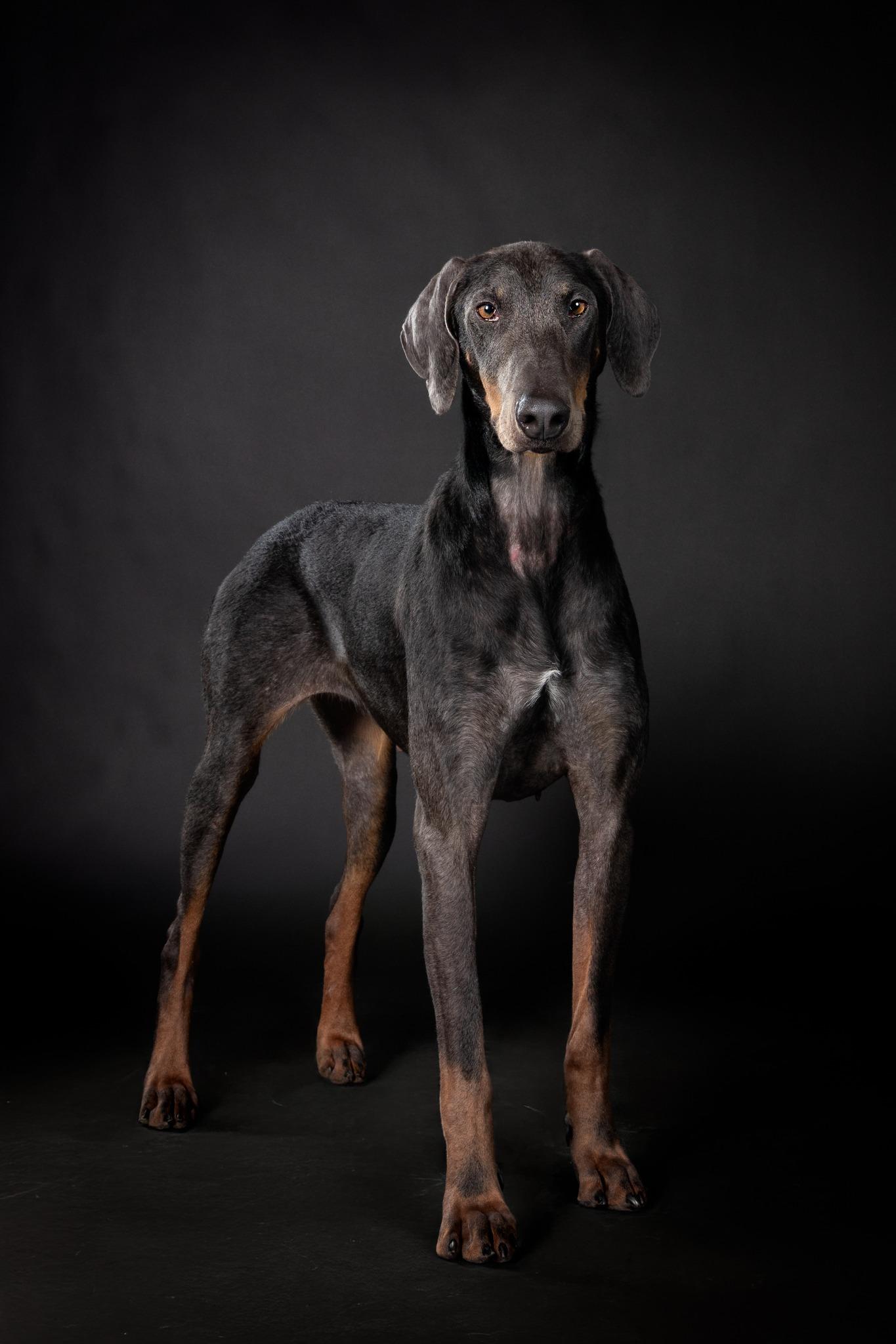 Enlarge Reign, a other Doberman Pinscher in Beavercreek, OR image 4/6