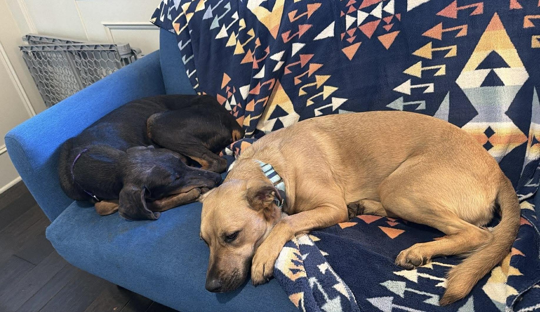 Enlarge Reign, a ADOPTABLE Doberman Pinscher in Beavercreek, OR image 4/6