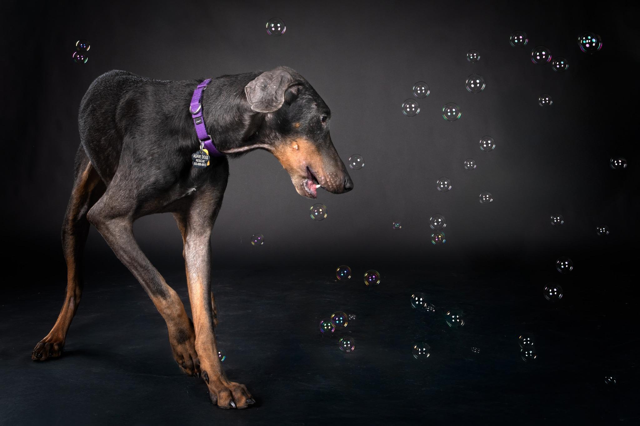 Enlarge Reign, a other Doberman Pinscher in Beavercreek, OR image 5/6