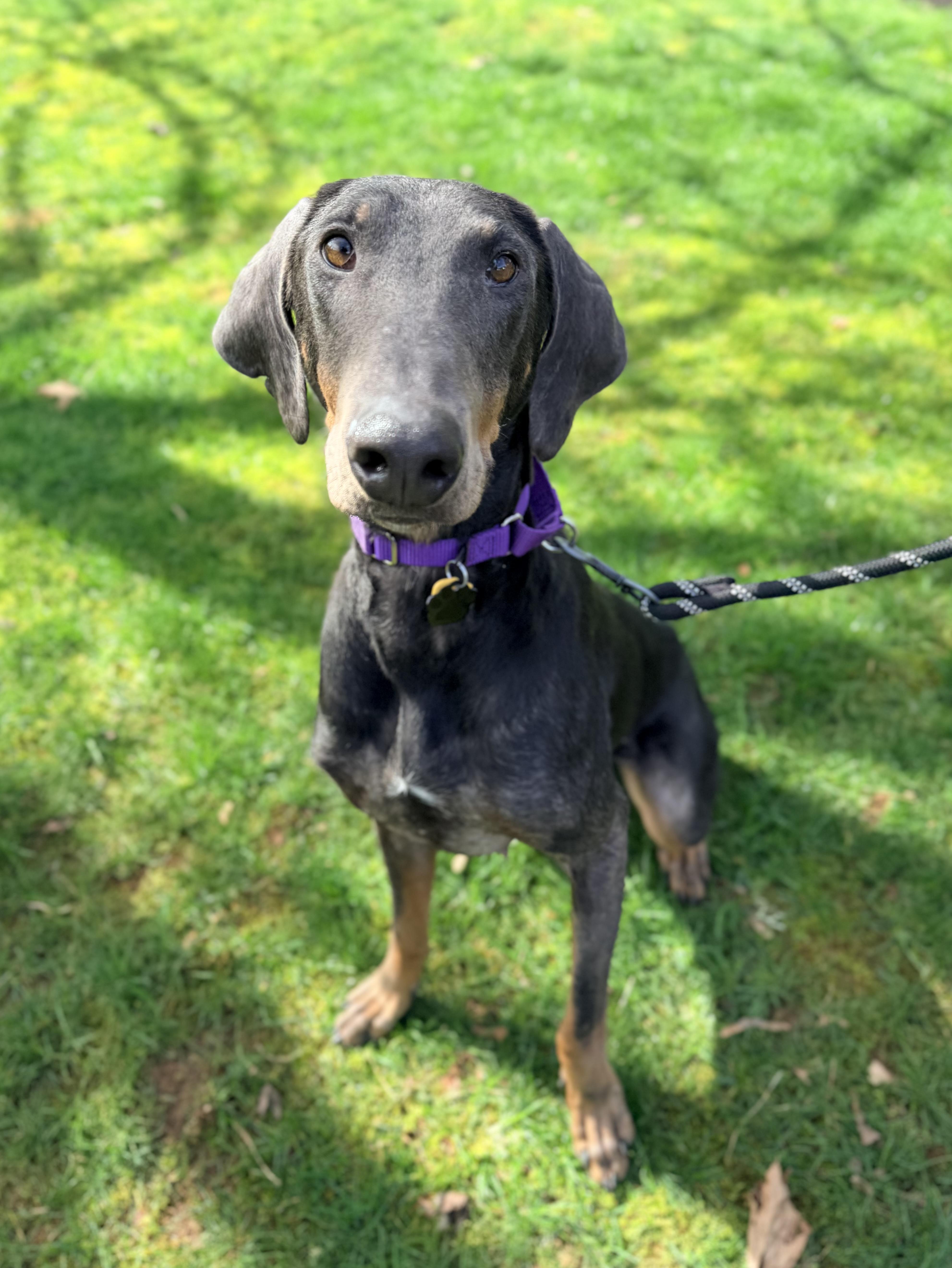 Enlarge Reign, a ADOPTABLE Doberman Pinscher in Beavercreek, OR image 1/6