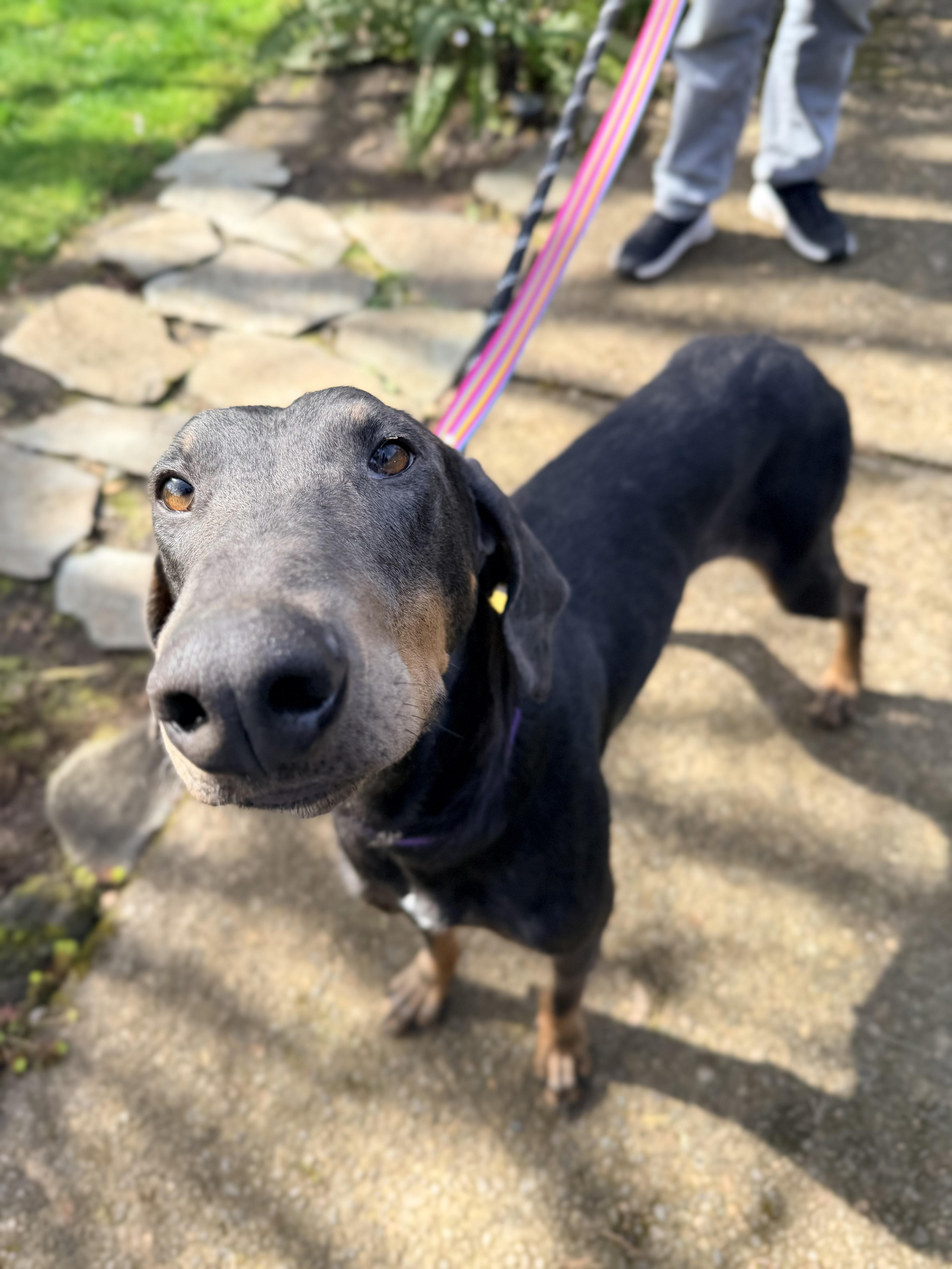 Enlarge Reign, a ADOPTABLE Doberman Pinscher in Beavercreek, OR image 2/6