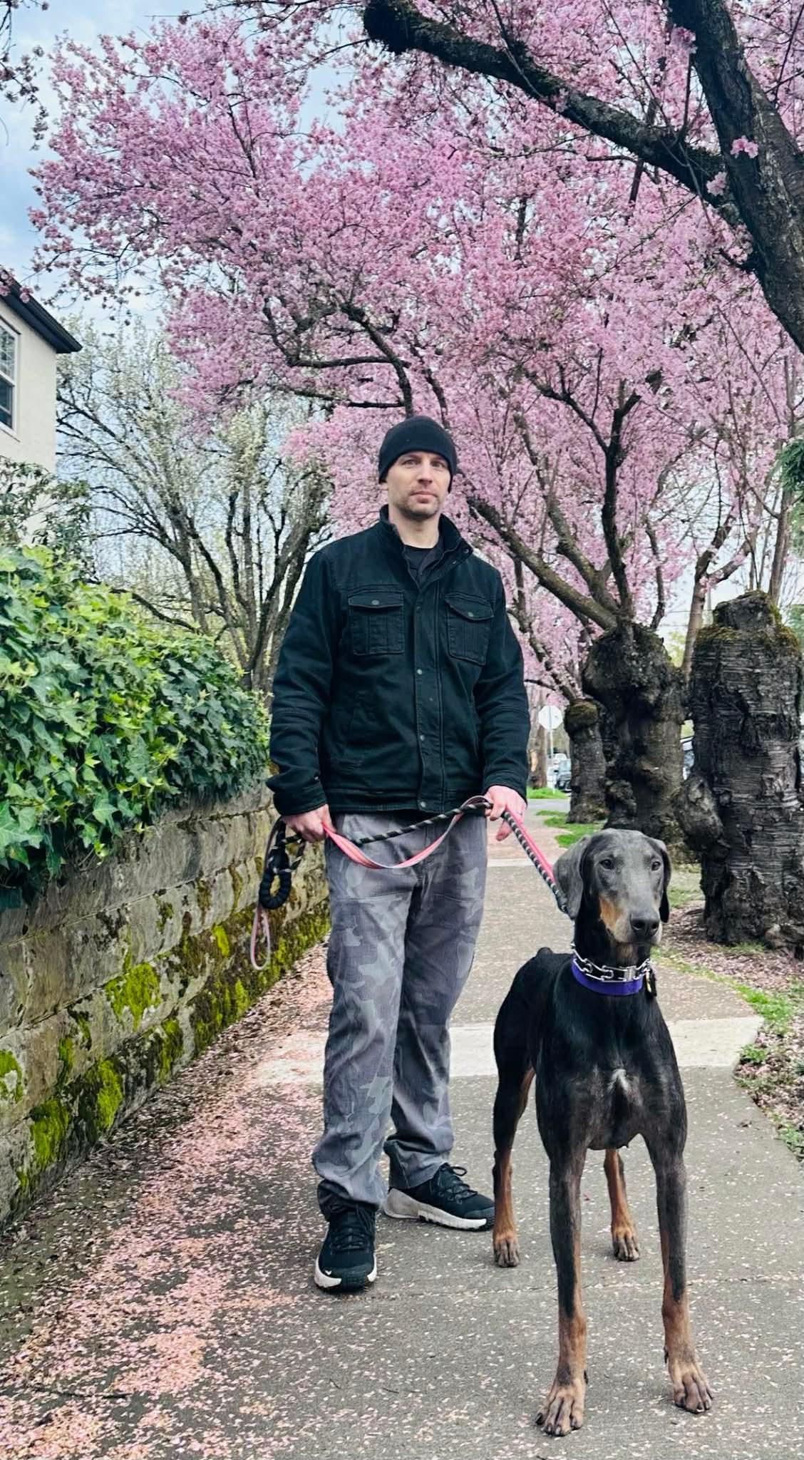 Enlarge Reign, a ADOPTABLE Doberman Pinscher in Beavercreek, OR image 6/6