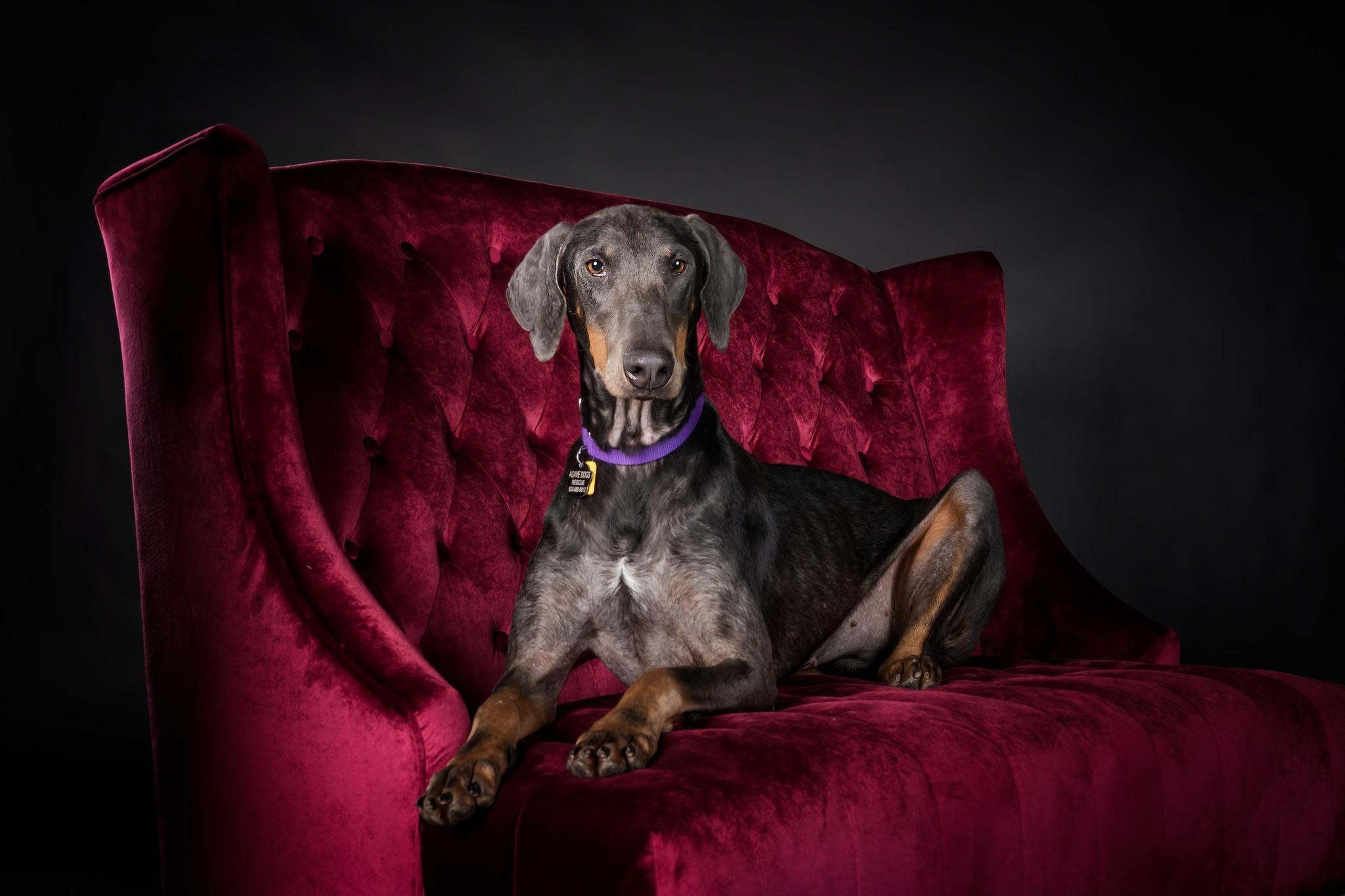 Enlarge Reign, a other Doberman Pinscher in Beavercreek, OR image 3/6