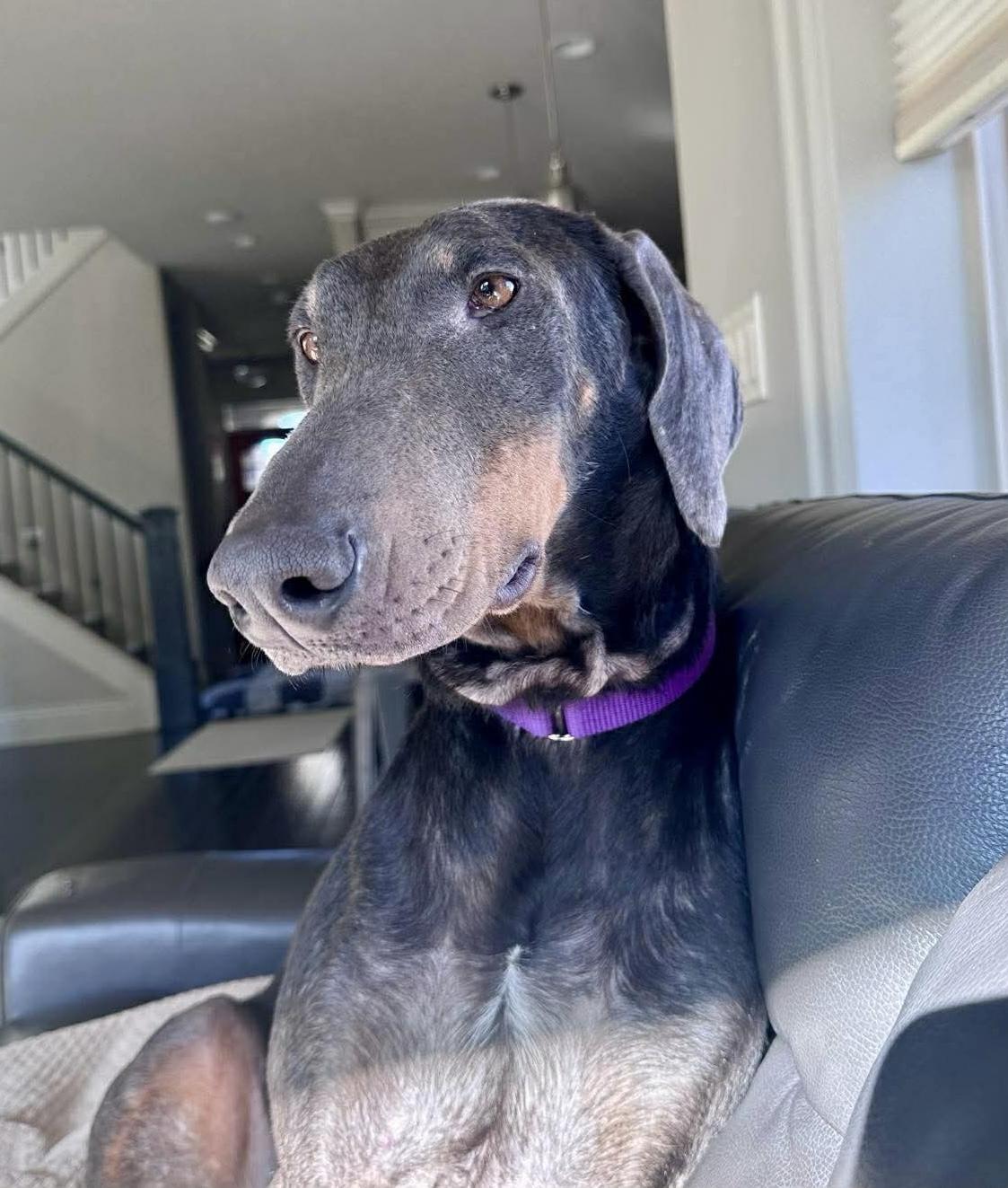 Reign, ADOPTABLE, Adult Female Doberman Pinscher.