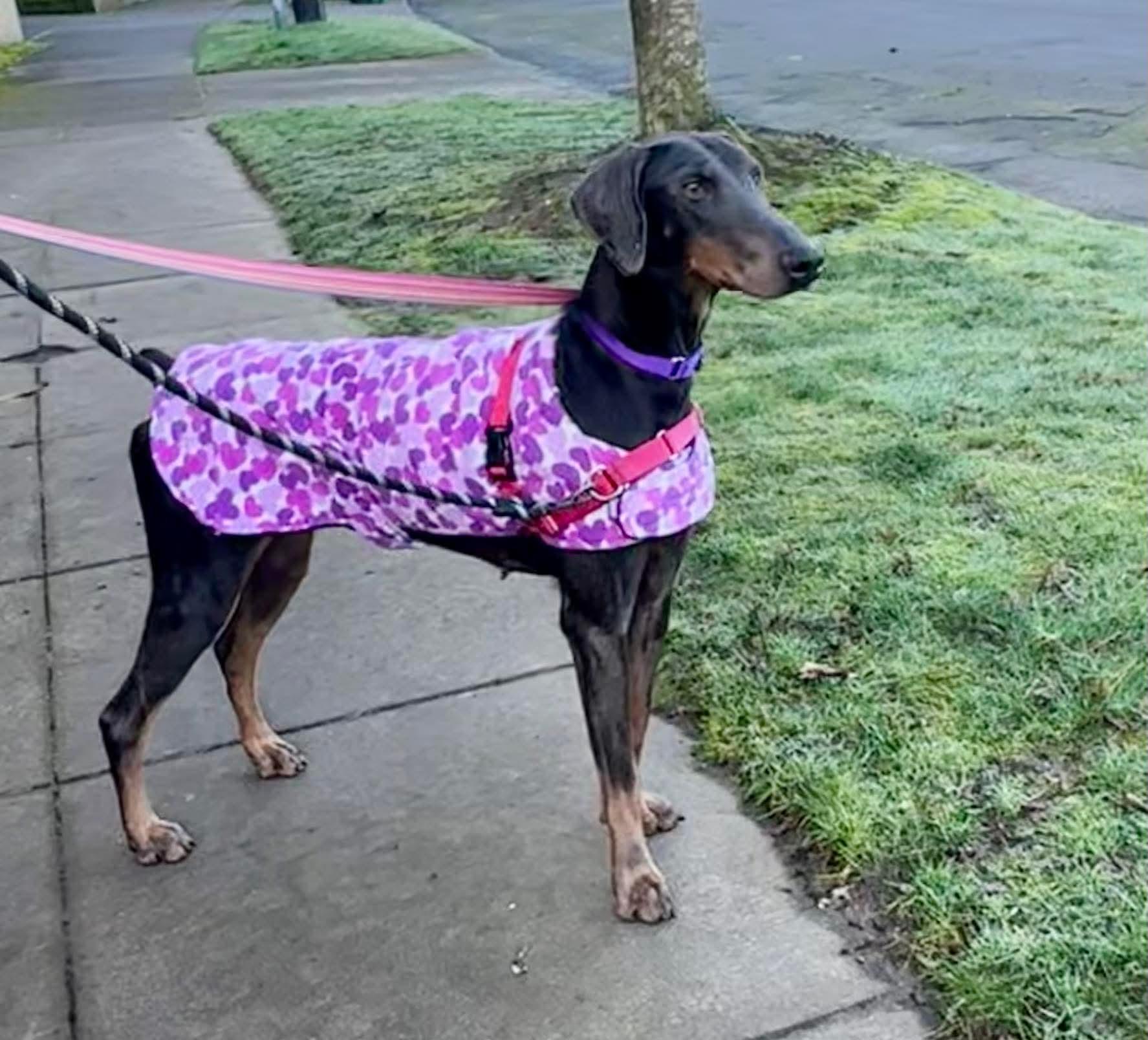Enlarge Reign, a ADOPTABLE Doberman Pinscher in Beavercreek, OR image 5/6