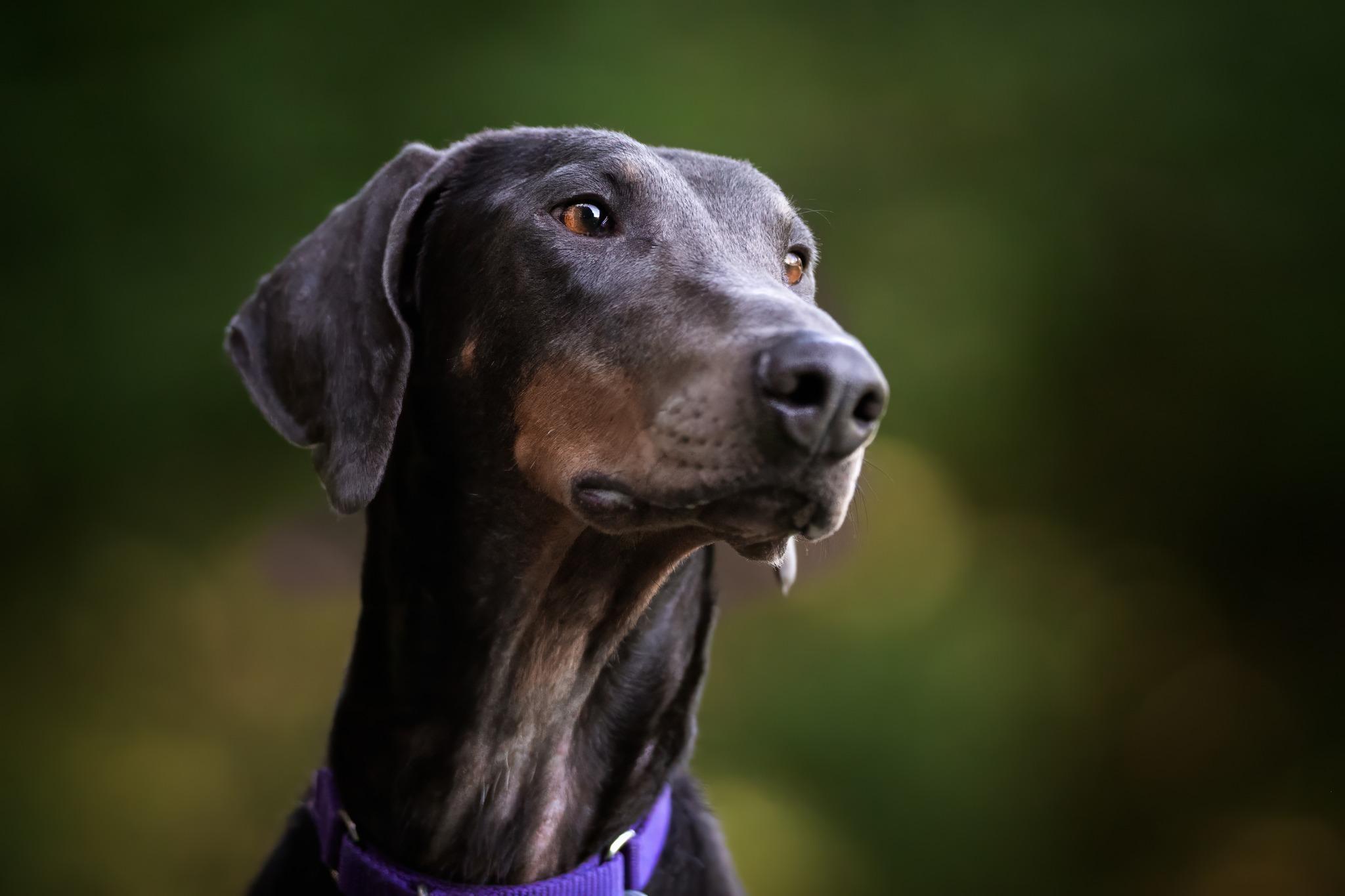 Enlarge Reign, a other Doberman Pinscher in Beavercreek, OR image 1/6