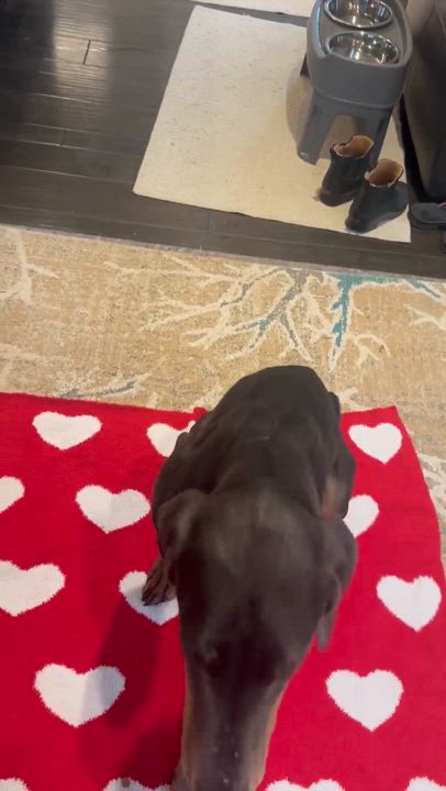Enlarge Reign, a ADOPTABLE Doberman Pinscher in Beavercreek, OR video 3/6