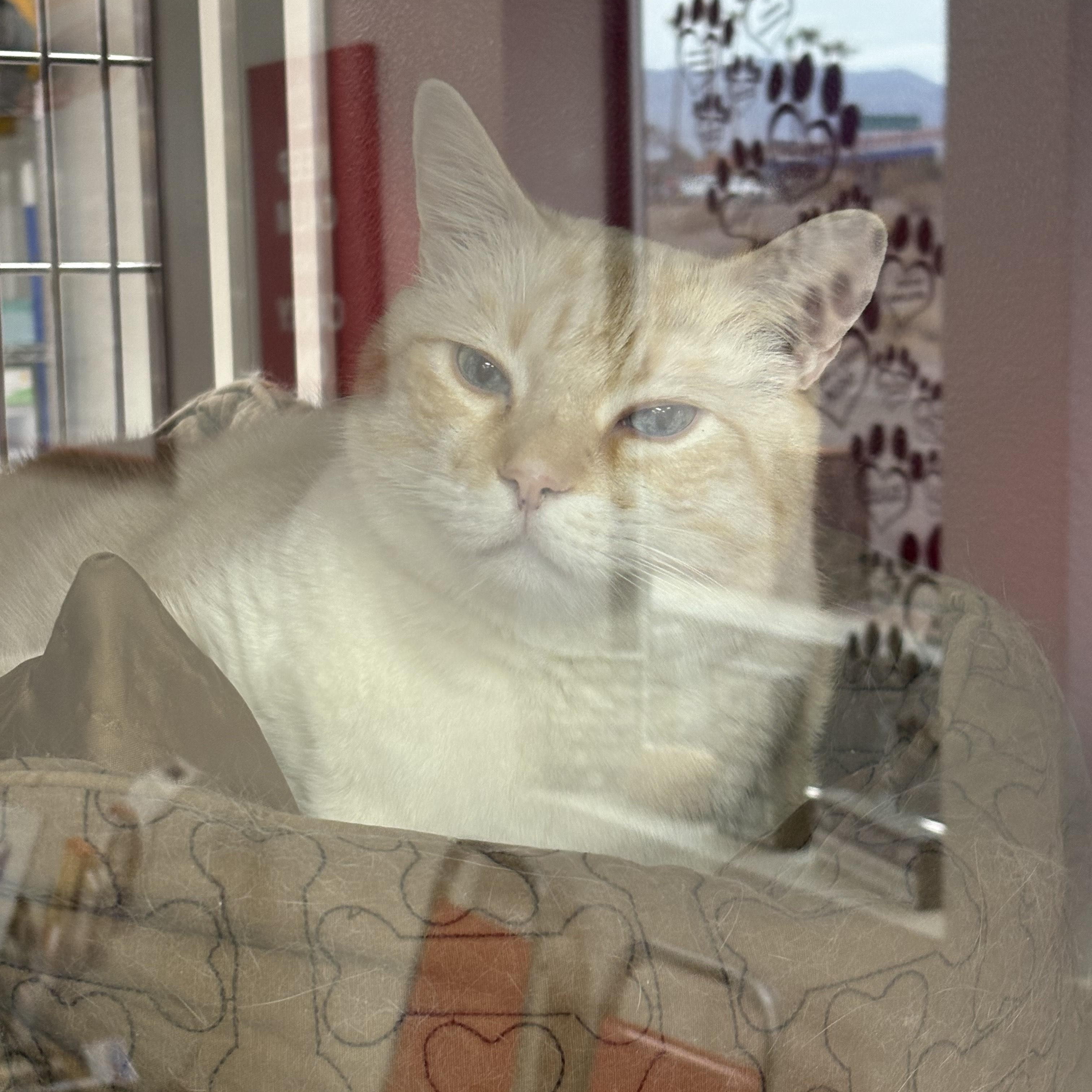 Bubba, Senior Male unknown