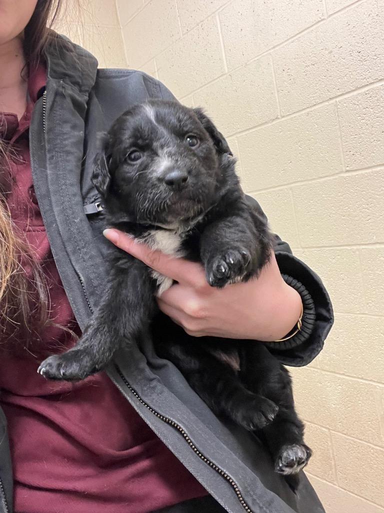 Enlarge Reeses, a Adoptable Collie in Benton, AR image 1/1