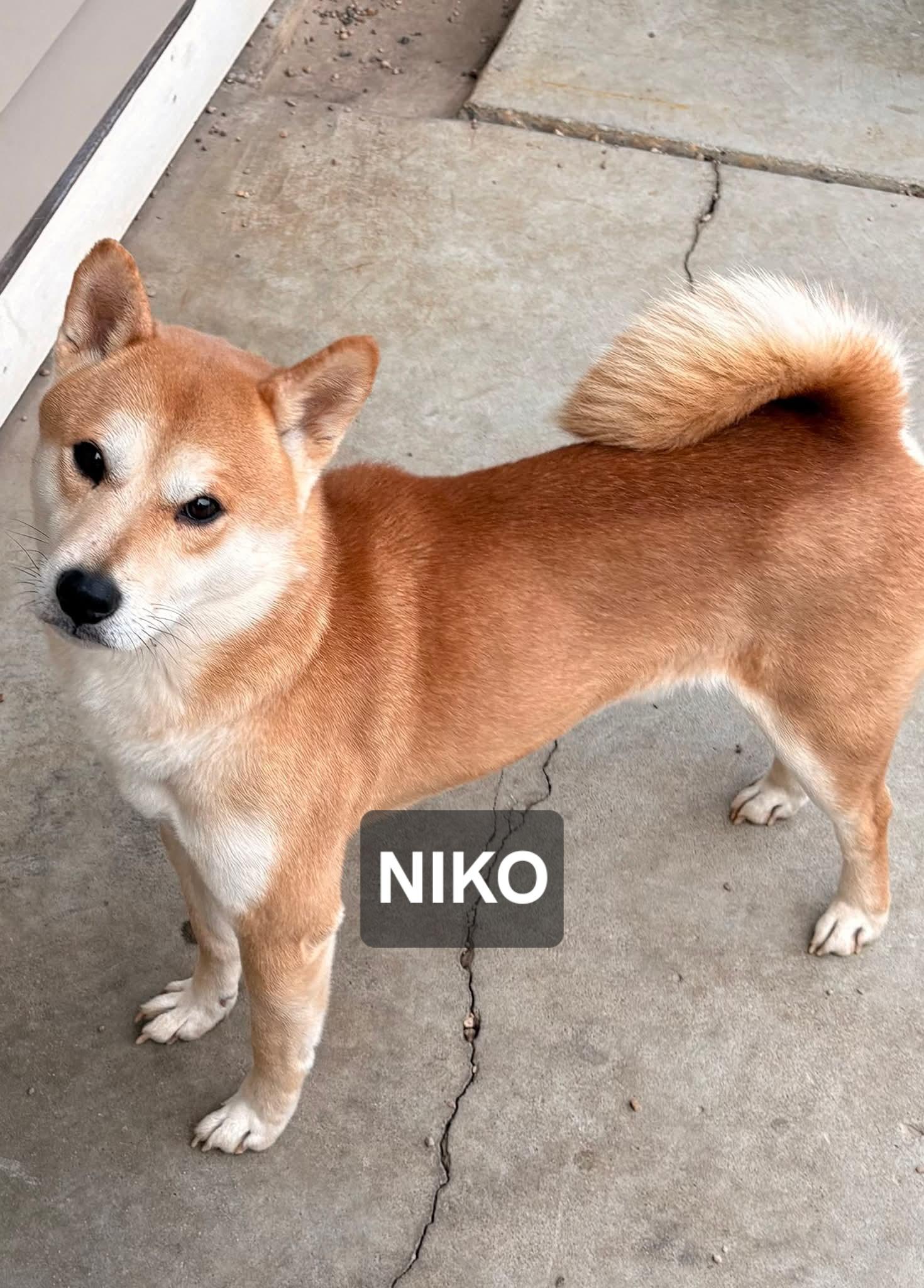 Nikko, ADOPTABLE, Adult Male Shiba Inu.
