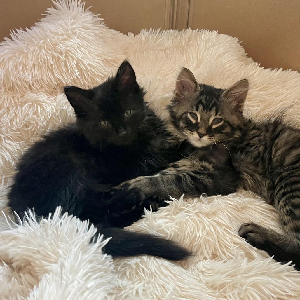 Kestrel and Quail, Baby Male Domestic Long Hair