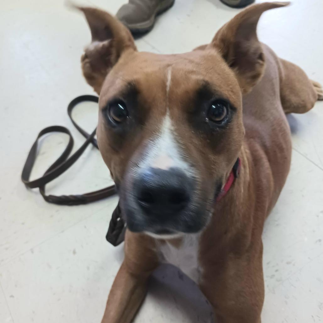 Sweet Girl, Adoptable, Adult Female Mixed Breed.