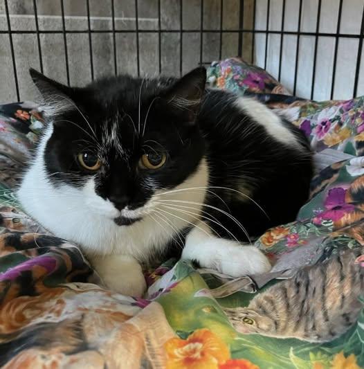 Enlarge Stella, a ADOPTABLE Domestic Short Hair in Midland, MI image 1/1