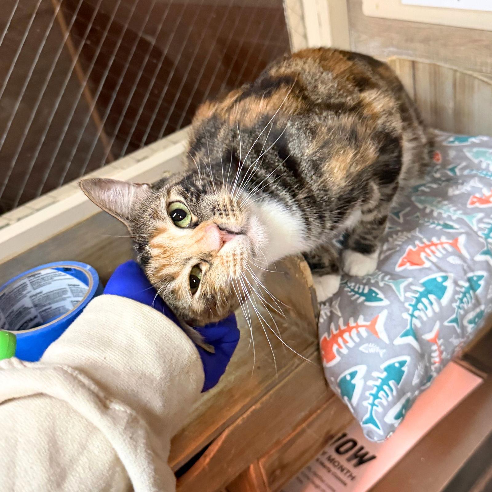 Muffuletta, a Adopted Domestic Short Hair in Brooklyn, NY image 1/2