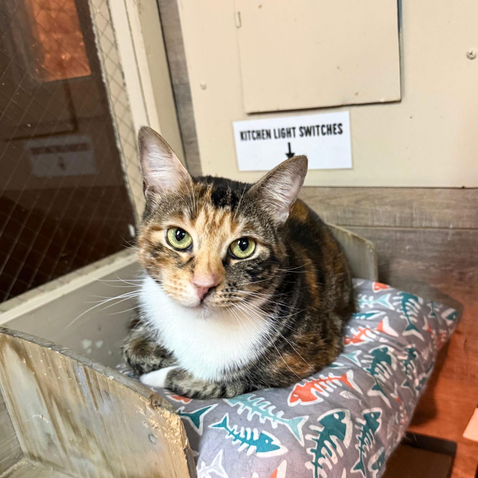 Muffuletta, a Adopted Domestic Short Hair in Brooklyn, NY image 2/2