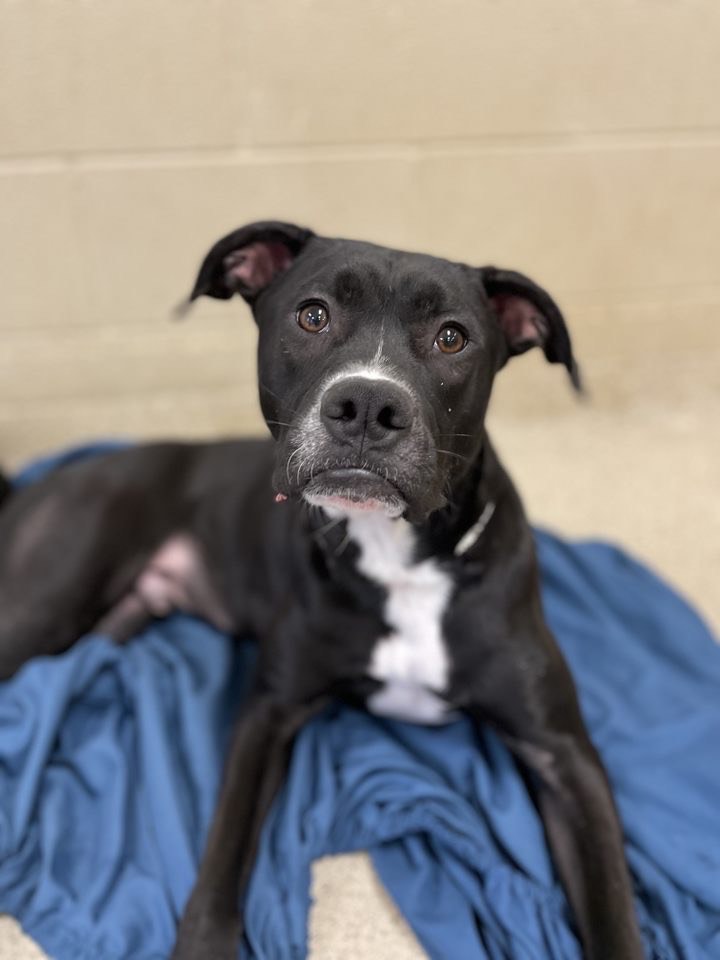 Omar (Lewis Center, OH), a Adoptable Mixed Breed in Lewis Center, OH image 6/6