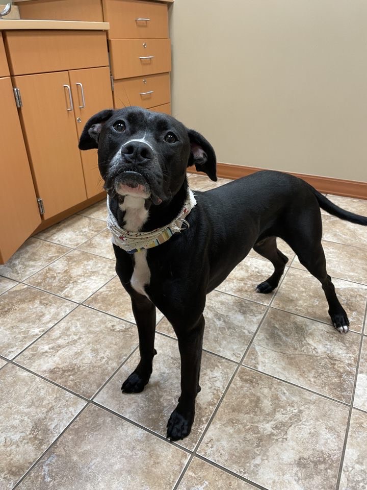 Omar (Lewis Center, OH), a Adoptable Mixed Breed in Lewis Center, OH image 4/6