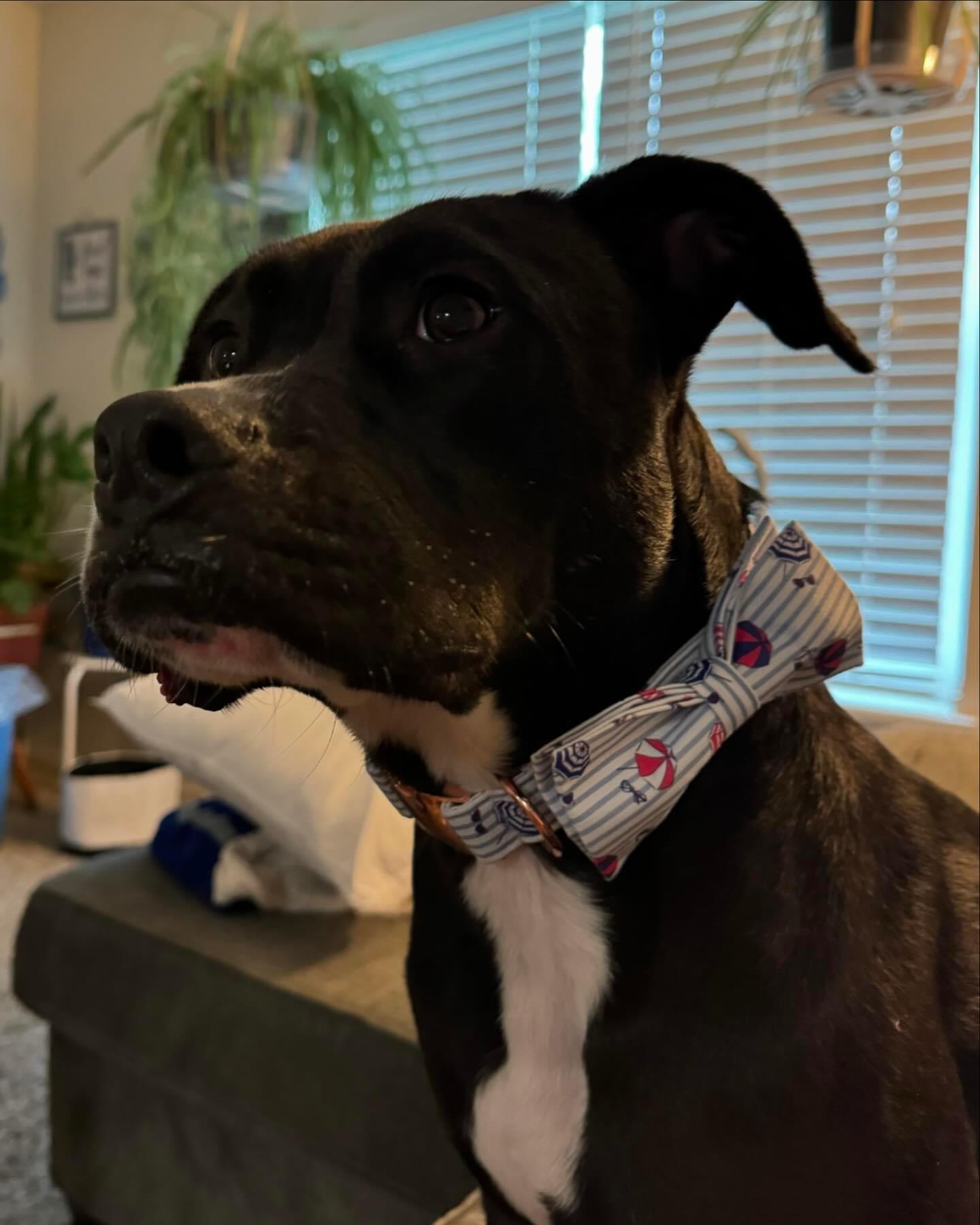 Omar (Lewis Center, OH), a Adoptable Mixed Breed in Lewis Center, OH image 5/6