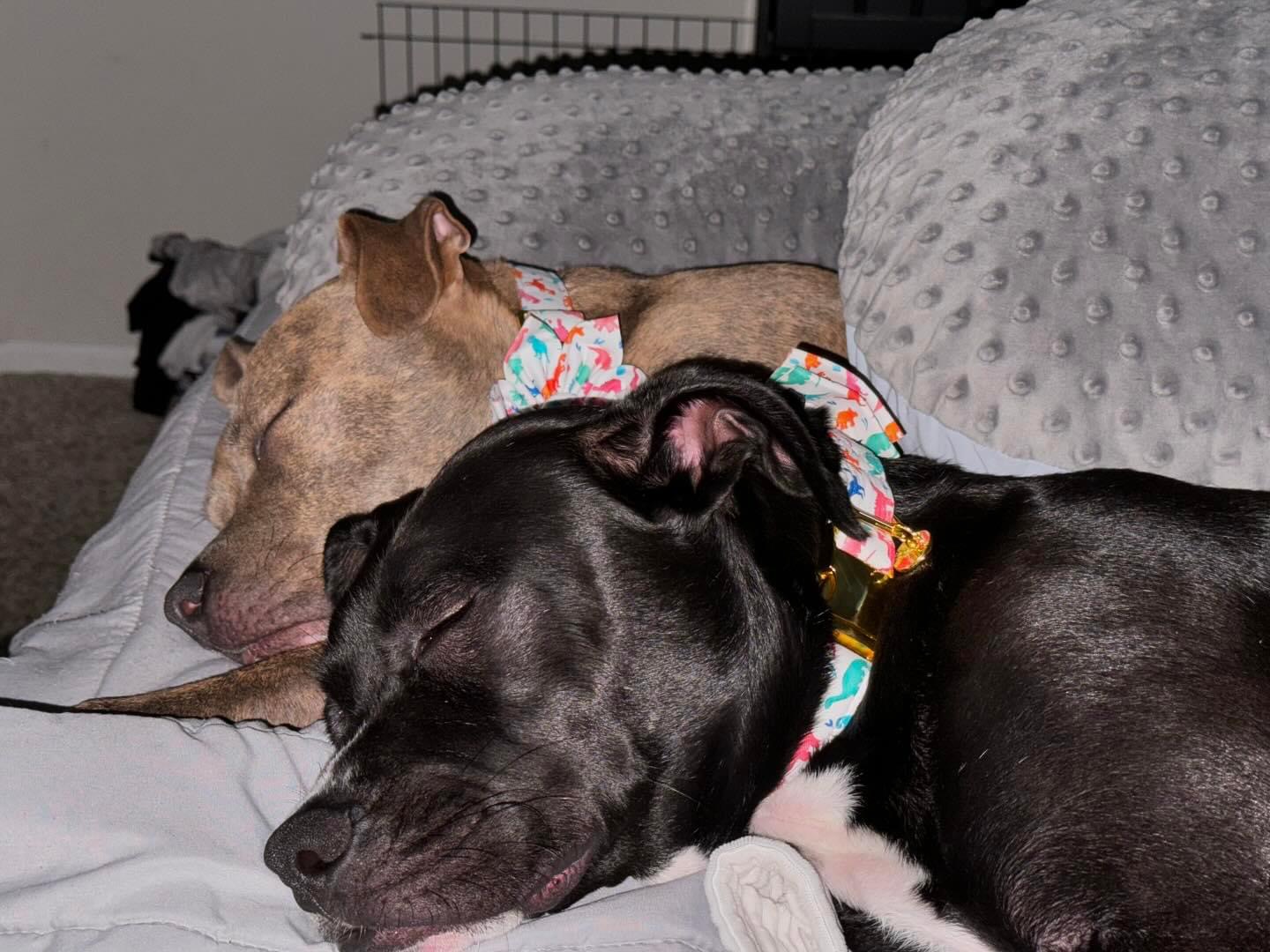 Omar (Lewis Center, OH), a Adoptable Mixed Breed in Lewis Center, OH image 3/6