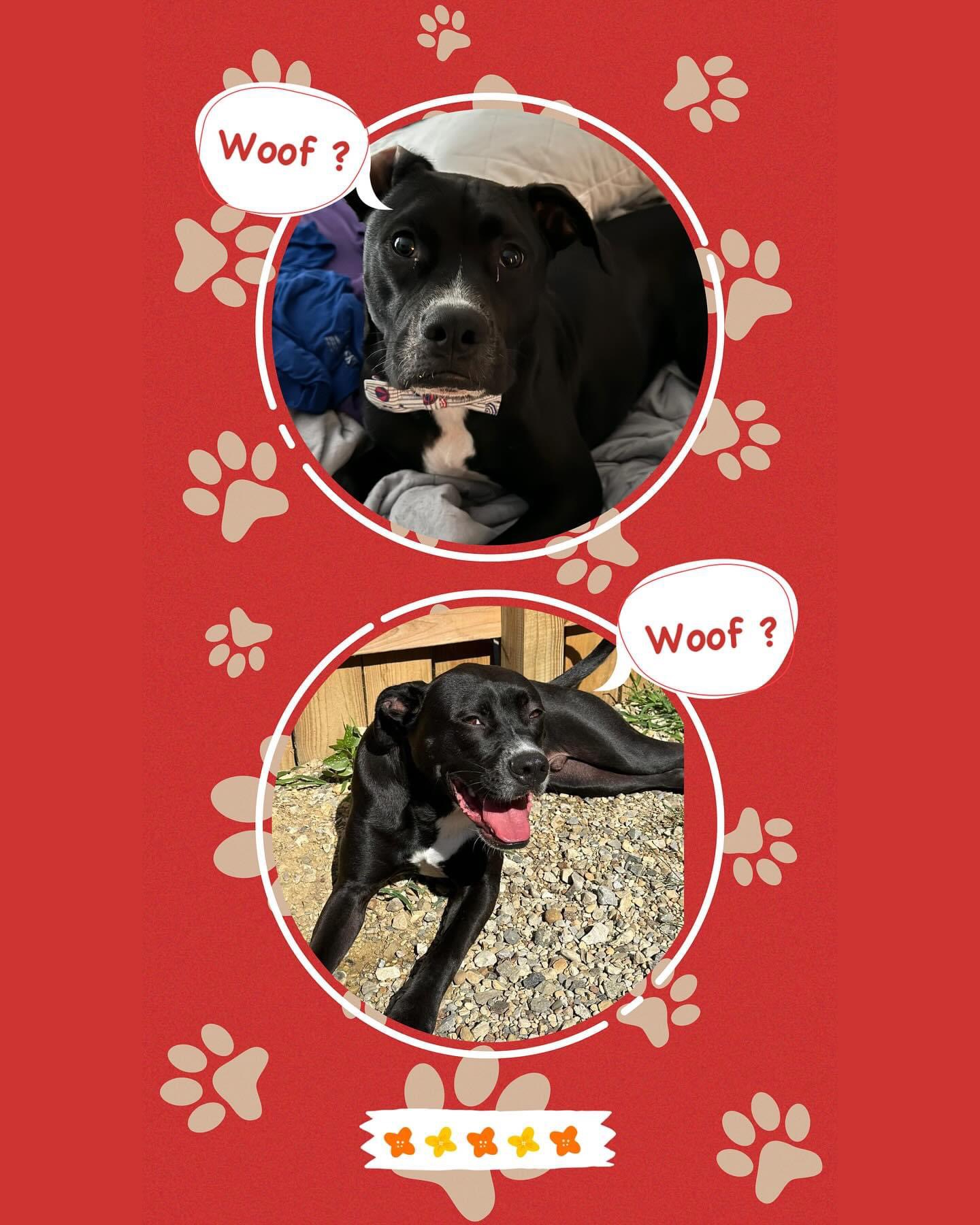 Omar (Lewis Center, OH), a Adoptable Mixed Breed in Lewis Center, OH image 1/6