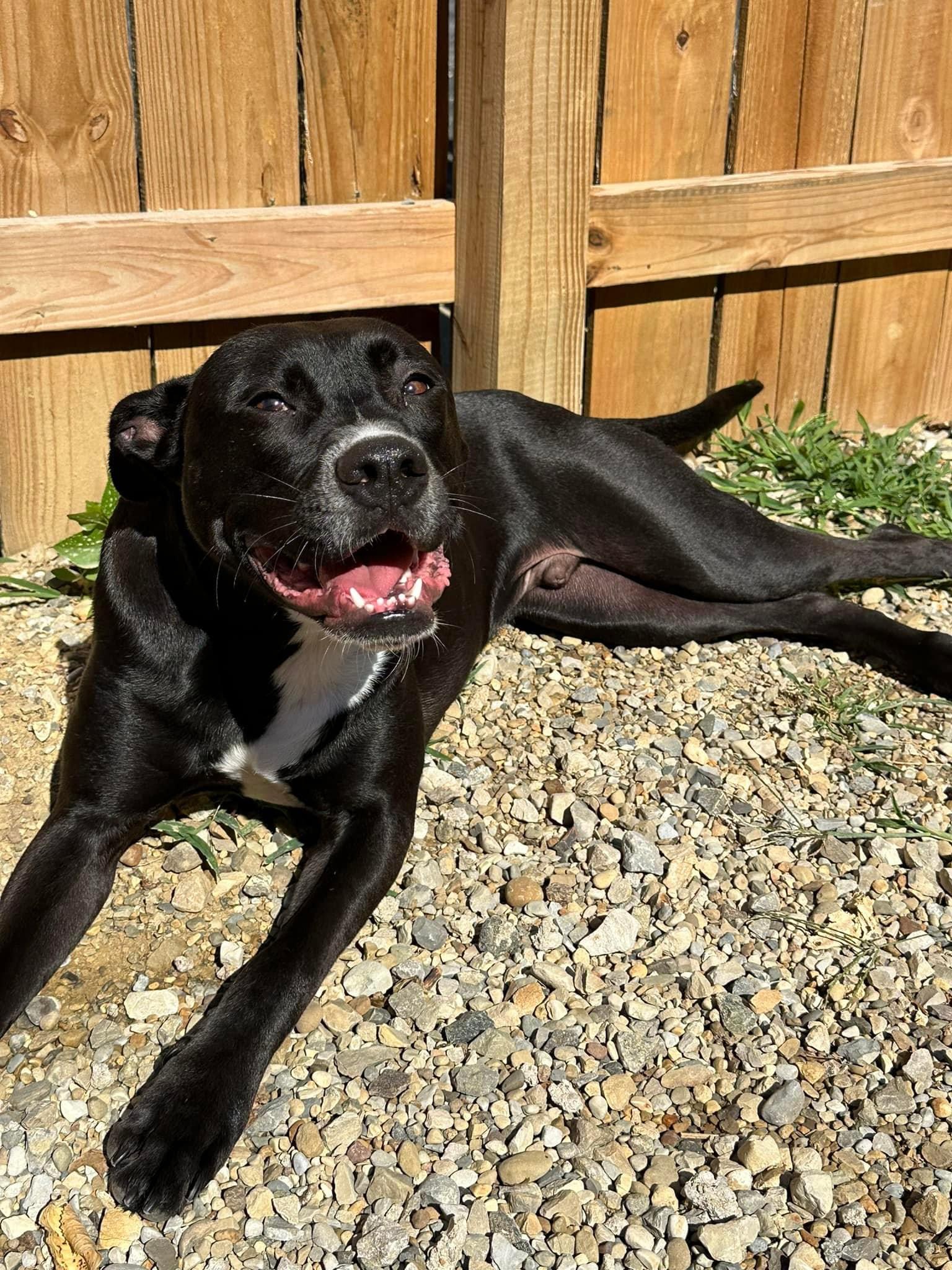 Omar (Lewis Center, OH), a Adoptable Mixed Breed in Lewis Center, OH image 2/6