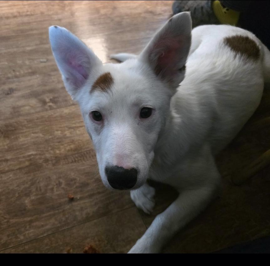 Enlarge Kira, an adopted mixed breed in Sandia Park, NM image 2/5