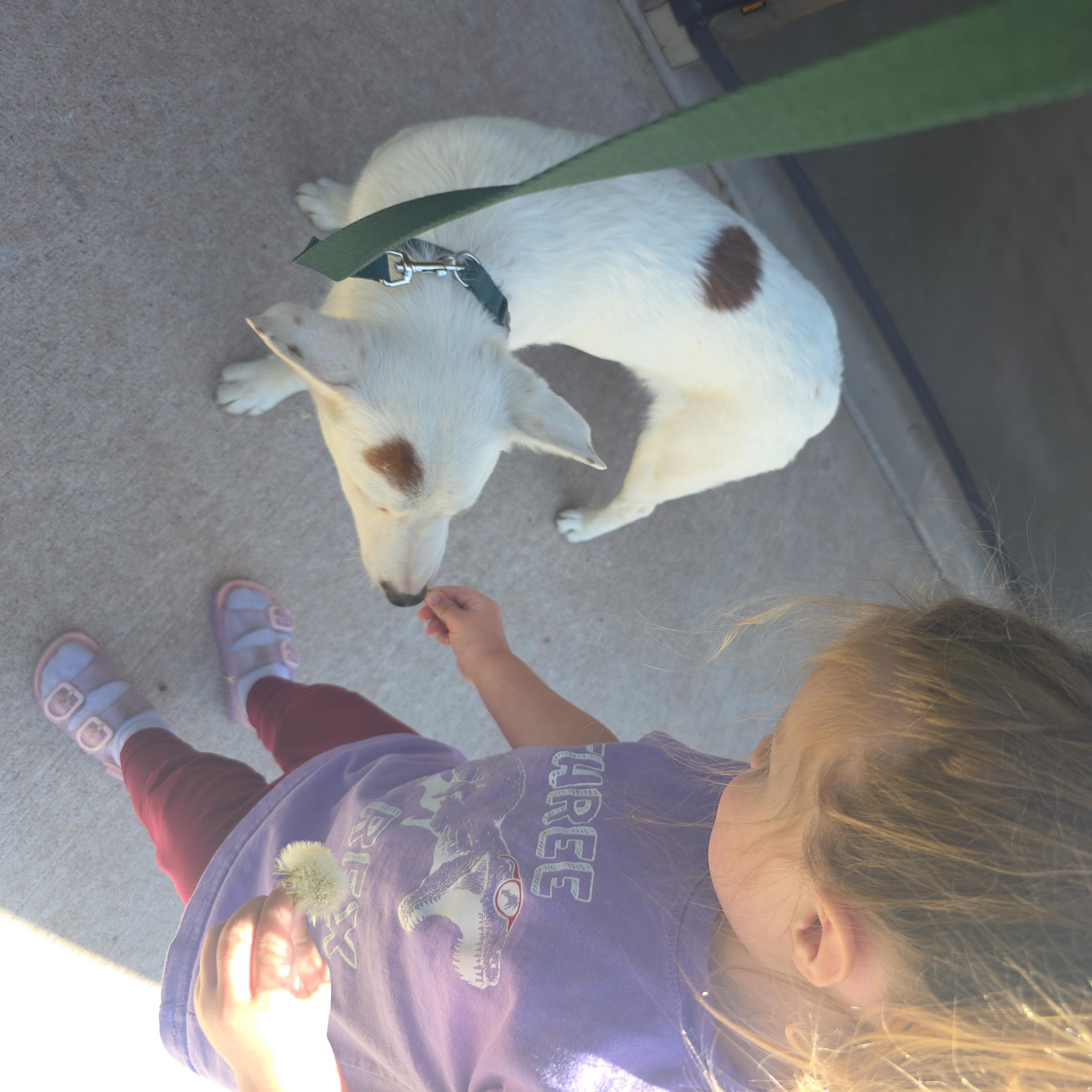 Enlarge Kira, an adopted mixed breed in Sandia Park, NM image 3/5