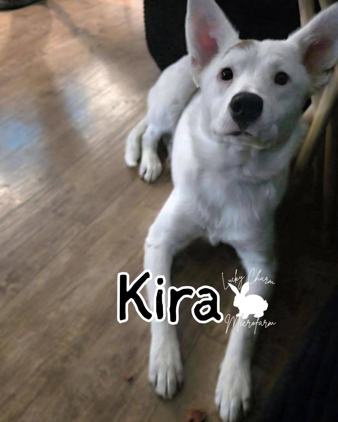 Enlarge Kira, an adopted mixed breed in Sandia Park, NM image 1/5