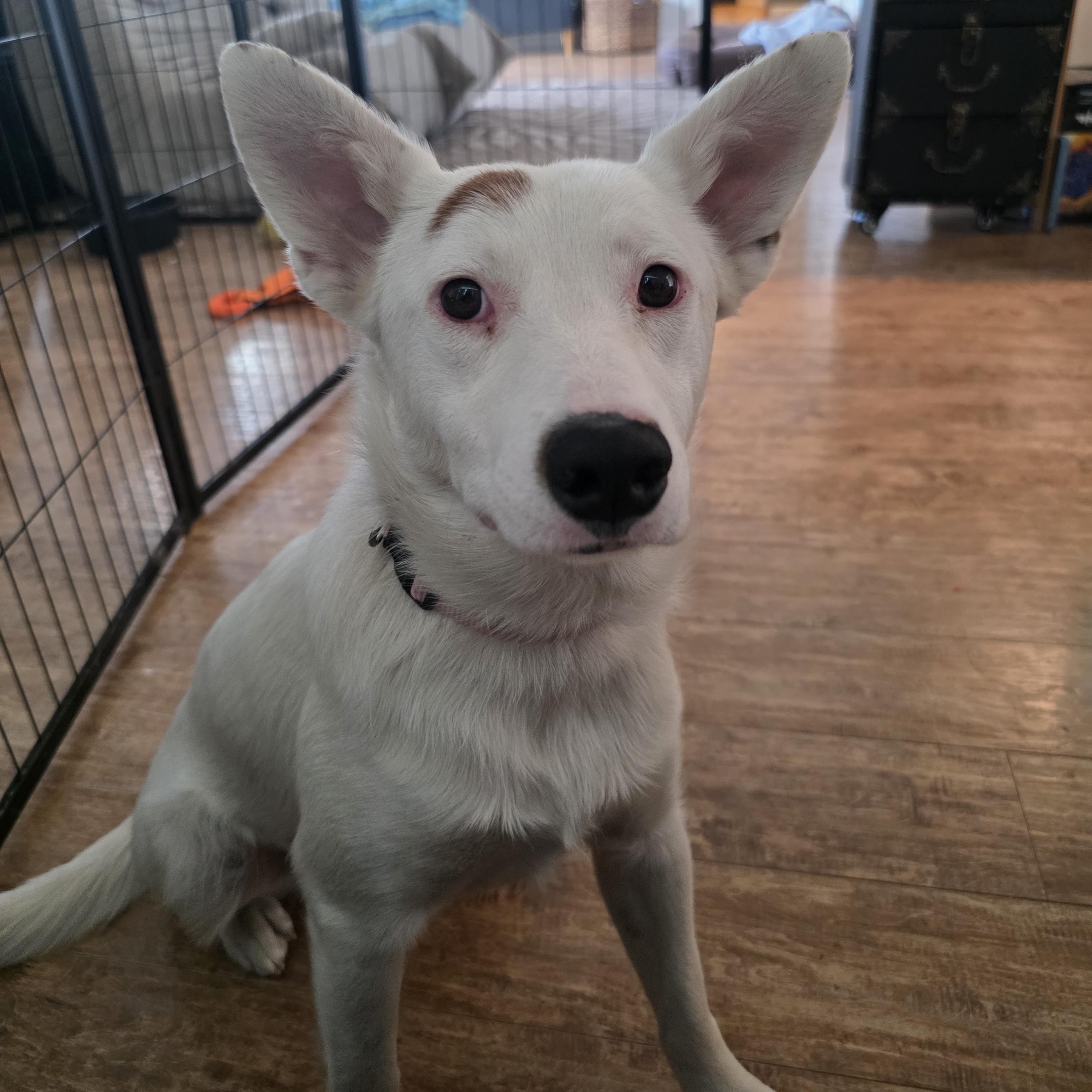 Enlarge Kira, an adopted mixed breed in Sandia Park, NM image 5/5
