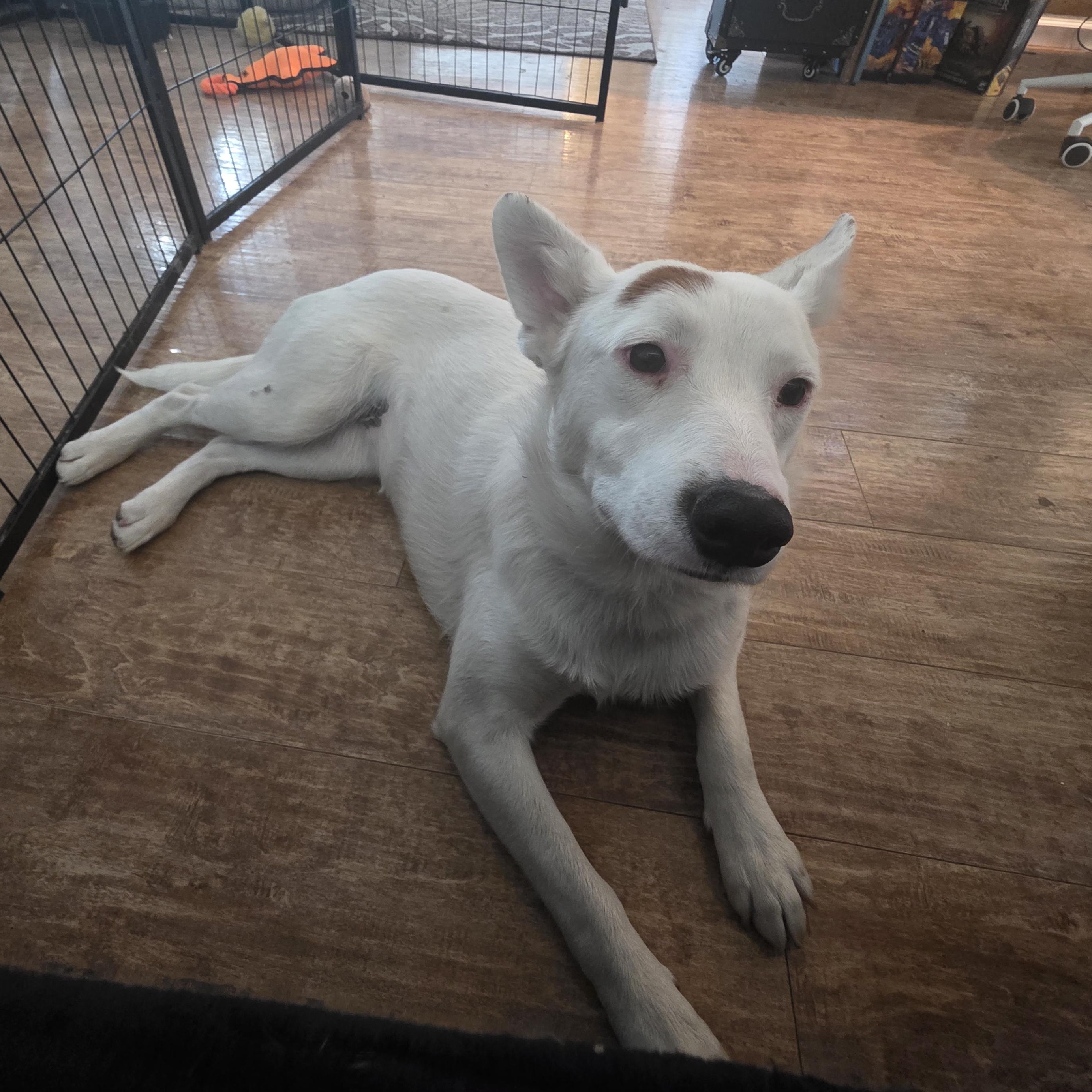 Enlarge Kira, an adopted mixed breed in Sandia Park, NM image 4/5